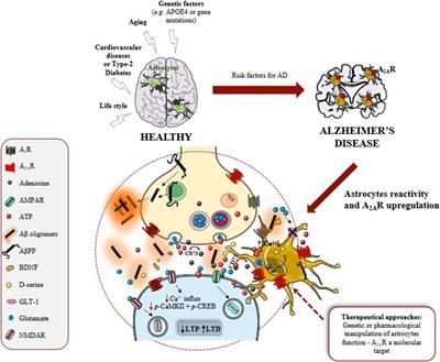 Astrocytes and Adenosine A2A Receptors: Active Players in Alzheimer’s Disease